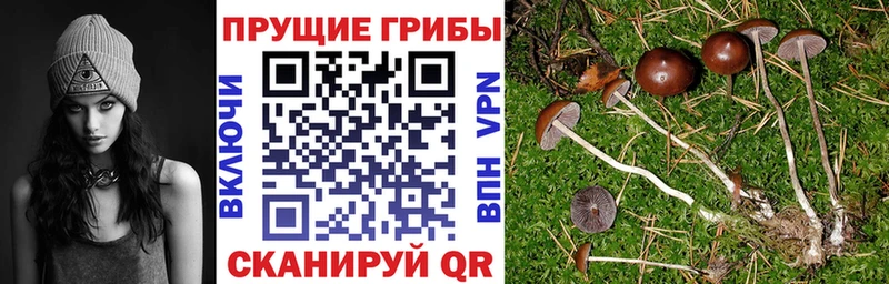 Псилоцибиновые грибы Psilocybe  продажа наркотиков  Яровое 